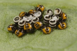 harlequinbug eggs and nymphs