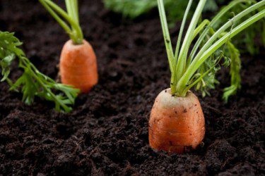 Urban Farm Co - Easiest Vegetables to Grow