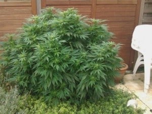 outdoor-marijuana-plant-2