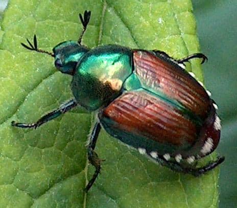 Harlequin Bugs and Japanese Beetles - Urban Farm Colorado