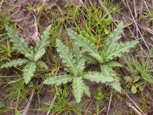 Weeds that grow in colorado